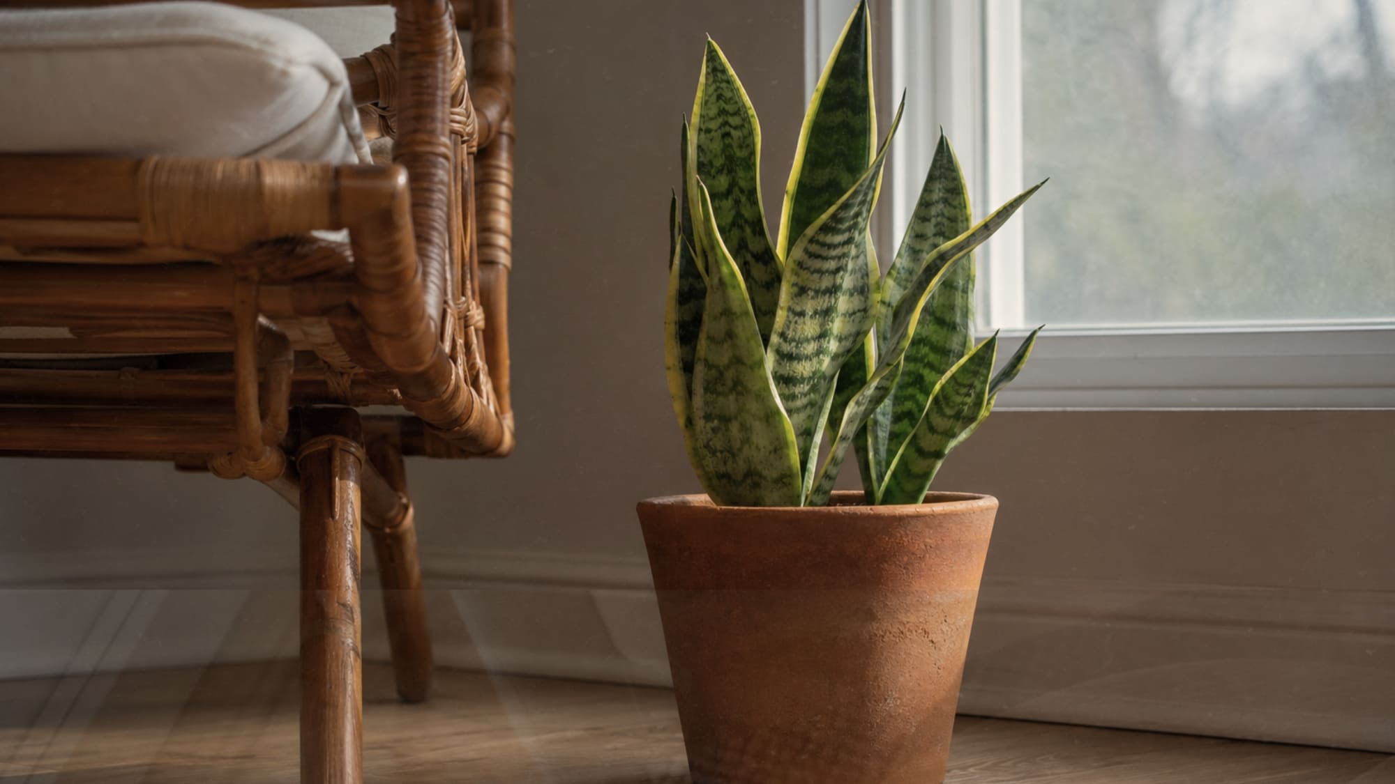 Single snake plant in rough matte terracotta pot on bare oak floor beside a low rattan chair with morning light cutting across the leaves in a Japandi corner