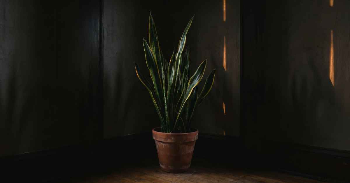 Large snake plant in a rough terracotta pot standing in a dim apartment corner, waxy leaves catching warm amber lamp light at the edges